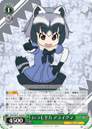 Common Raccoon, Always Full Power