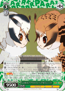 Northern White-faced Owl & Eurasian Eagle Owl, Island Chiefs