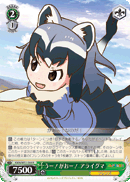 Common Raccoon, ROAR!