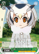 Northern White-faced Owl, Professor